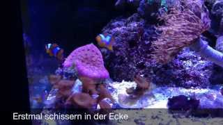 Clownfisch Babys im offenen Becken 10 Wochen nach Geburt  inZoom  Meerwasser Live TV [upl. by Nylyram]