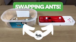 Swapping Two Ant Colonies  BRUMA Ants [upl. by Swift197]