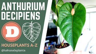 Repotting My Anthurium Decipiens AKA Salgarense Houseplants AZ [upl. by Frolick]