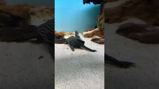 Luis pleco L190 panaque music dance love fish acuarium trending pleco fishtank shortvideo [upl. by Tyika]