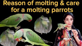 Reason of molting amp How to Care for a Molting Parrot  Parrot Feather Plucking reason Drhira saeed [upl. by Creedon50]