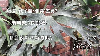 Pleco鹿角蕨新手入門全攻略 入門選擇amp鹿角蕨 [upl. by Yendahc764]