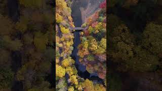 Drone Views of Autumnal Cornell [upl. by Enwahs]