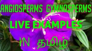 Angiosperms ampGymnosperms in Tamil  with live examples🤓🌱 [upl. by Gerardo]