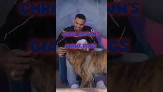 Chris Brown shows funny Marco his giant Dogs chrisbrown shorts [upl. by Anayik]