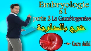 Embryologie s1  partie 2 La Gamétogenèse شرح بالدارجة [upl. by Margeaux309]