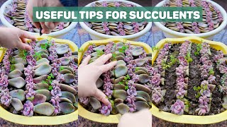 Useful Tips For Succulents  Part 33  多肉植物  다육이들  Suculentas plants [upl. by Maria250]