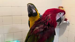 Macaws are done showering [upl. by Dub608]