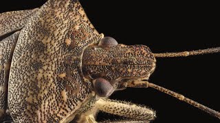 Brown Marmorated Stink Bug [upl. by Rondon105]