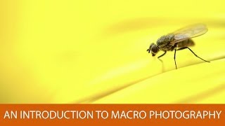 An Introduction to Macro Photography [upl. by Sauer]