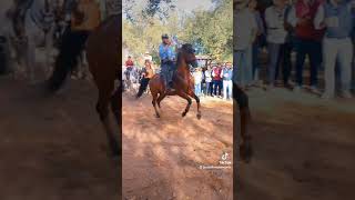 carrera de cintas en la romeria de la cala 2024 [upl. by Vadim530]