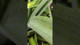 Pineapple  growth progress 2nd week fruit plants [upl. by Clarette873]