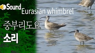 중부리도요 소리 sound of Eurasian whimbrel [upl. by Georgetta962]