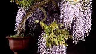 Wisteria Bonsai tree [upl. by Dorcea]