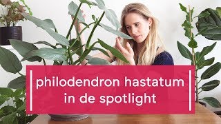 Zo verzorg je de Philodendron Hastatum [upl. by Dahc]