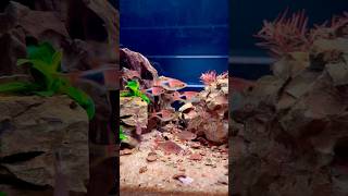 45p planted tank shorts aquarium plantedtank aquascaping fishtank trending [upl. by Iviv692]