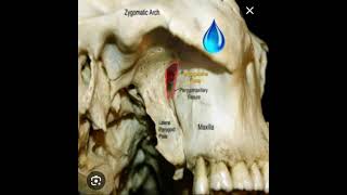 Pterygomaxillary fissure [upl. by Ahsihat939]