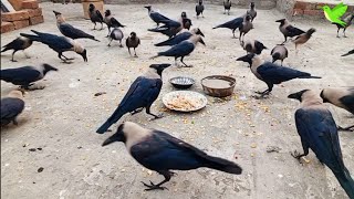 Crows Wonderful Morning Sounds Together  Crows Cute Moments  Crows Planet [upl. by Etnovaj798]