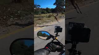 Deer runs out in front of biker 😳 GoneWithTheWindGreece [upl. by Atimad]