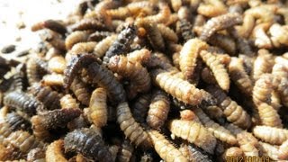 BSF larvae transfer from the pupation bin [upl. by Jock]