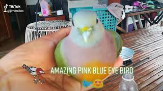 Amazing beauty of pink eye necked green pigeon bird viral asmr shorts funny [upl. by Aihsenal64]