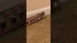 Skink plays with doorstop [upl. by Styles]