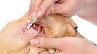 Home Remedies for Dog Ear Infections [upl. by Bitthia]