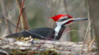 Buddy Davis sings THE WOODPECKER SONG Music Video [upl. by Laundes]