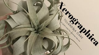 Tillandsia Xerographica How I finally stopped killing my air plants [upl. by Aracot]