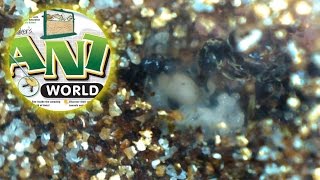 PROGRESS  Ant World Ep 10 [upl. by Lladnarc876]