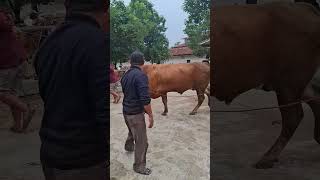 sapi lucu joget lagu selamat ulang tahun lagu anakanak sapi lucu tontonan anak kecil [upl. by Raval]