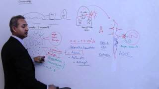 Immunology Basophil Mast Cells Lecture 4 Part 88 [upl. by Schlenger]