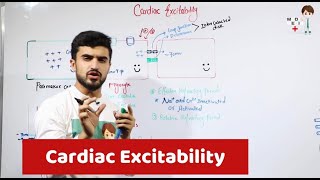 Cardiac Excitability Physiology 28 [upl. by Rap879]