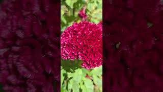 Cockscomb Flower කුකුල් කරමල් [upl. by Jeremiah]