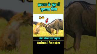 इनके जीवन में पैदा होते ही मुसीबतें शुरू होती है shorts facts animalroaster [upl. by Rambow]