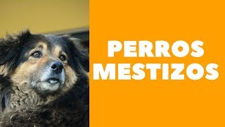 Perros mestizos [upl. by Ylelhsa640]