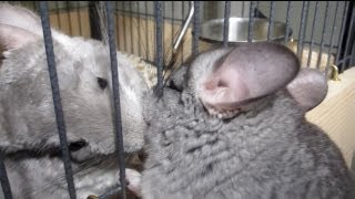 Chinchilla LOVE SQUEAKS [upl. by Leugimesoj]