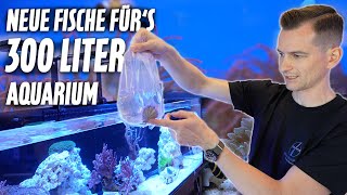 Wir bekommen neue FISCHE für unser SCHAUAQUARIUM  Meerwasser Nachzuchten PlanktonPlus Aquaristik [upl. by Enriqueta]