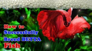 How to Breed Betta Fish  Breeding Over Halfmoon Betta [upl. by Kcirreg]