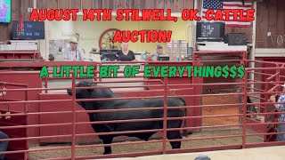 August 14th 2024 Stilwell Livestock Auction Calves Heifers Steers Cows and BullsOh My [upl. by Ytima]