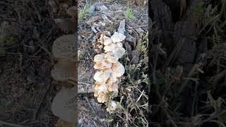 Champignons sur souches de Peupliers [upl. by Arodal]