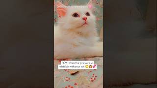 Ye iska Roz ka hai 🙄  funny cats  funny shorts viral cats  viral shorts shorts viralshort cat [upl. by Templeton869]