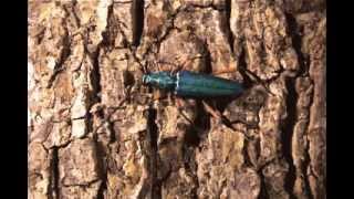 Green longhorn beetle [upl. by Ludlew804]