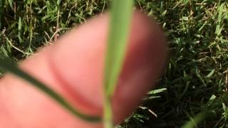 Zoysia grass identification by Shawn Schutte [upl. by Ajidahk]