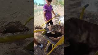 primer año trabajando en el compost agro escuelapública [upl. by Esineg]