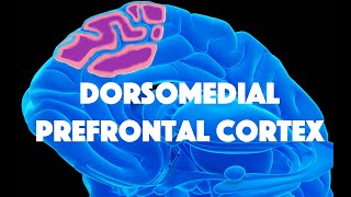 Dorsomedial Prefrontal Cortex and Deliberative SelfReferencing [upl. by Sorodoeht]