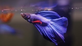 HOW TO Care for Betta Fish [upl. by Yanahc]