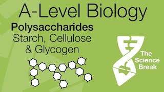 AQA ALevel Biology Polysaccharides  Starch Glycogen amp Cellulose  Quick Revision [upl. by Inaflahk]