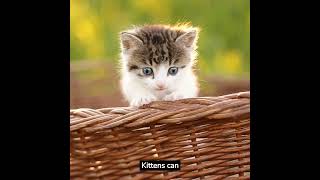 Tune Tots Kitten Facts  Kitten Video [upl. by Aliak540]