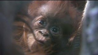 Baby boom in Chester Zoo [upl. by Armelda467]